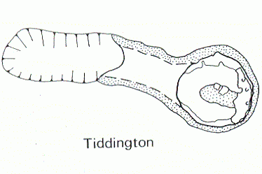 Excavation of Roman Settlement at Tiddington 1982-1983