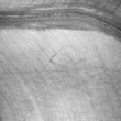 Undated cropmark enclosure