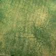 Undated crop mark enclosure,  400m east of Ingon
