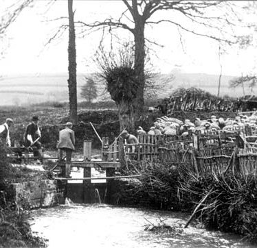 Sheep dipping at Washbrook, Sutton Under Brailes | Warwickshire County Council