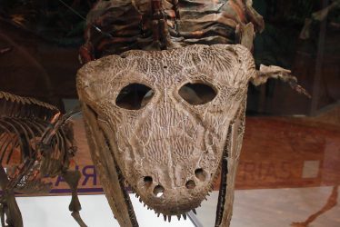 Triassic Amphibians in Warwickshire
