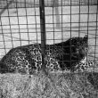 Southam.  Zoo