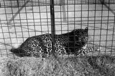 Southam.  Zoo