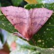 Moths in the Archive