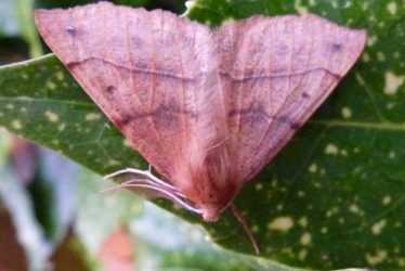 Feathered Thorn moth.