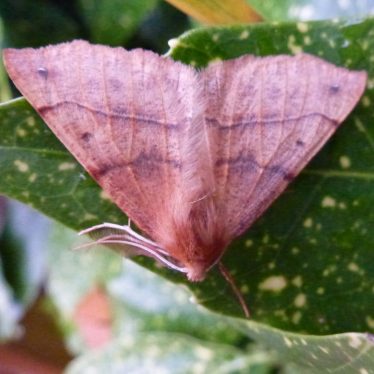 Feathered Thorn moth. | Image courtesy of Robert Pitt