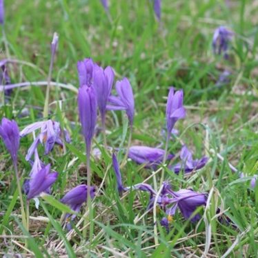 The Autumn Crocus in all its glory. The purple flowers are seen in close-up, amidst meadowland. | Image courtesy of Mark Smith