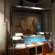 First Case at Market Hall Museum... and the Moving Bear