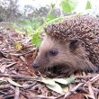 What do you Know About Hedgehogs?