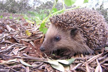 What do you Know About Hedgehogs?