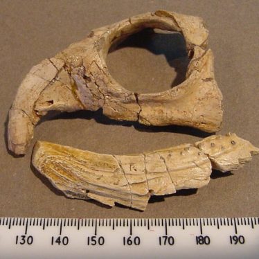 Warwickshire in 100 Objects: Fossil Rhynchosaur Skull