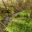 Baginton Mill
