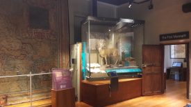 The account book is currently on loan at Warwickshire Museum, and can be seen in this case with other exhibits. The case includes a stuffed deer. | Image courtesy of Benjamin Earl