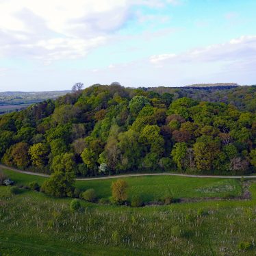 Spernall Park. A copse is seen from the air. | Image courtesy of Mark Thomson