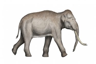 Straight-tusked Elephants in Warwickshire