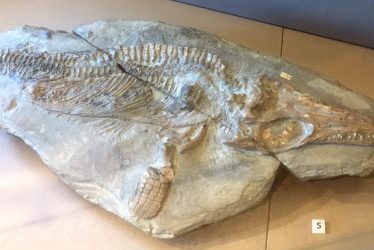 We're all Stories in the End: Maisy the Ichthyosaur