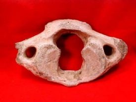 Neck vertebra of straight-tusked elephant from Wood Farm Quarry, Bubbenhall. The bone has a central hole, and two other holes either side. | Image courtesy of Warwickshire Museum