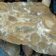 Ironstone, Jurassic Seas, Storms and Sea-level Change