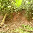 Site of early C19 brick kilns