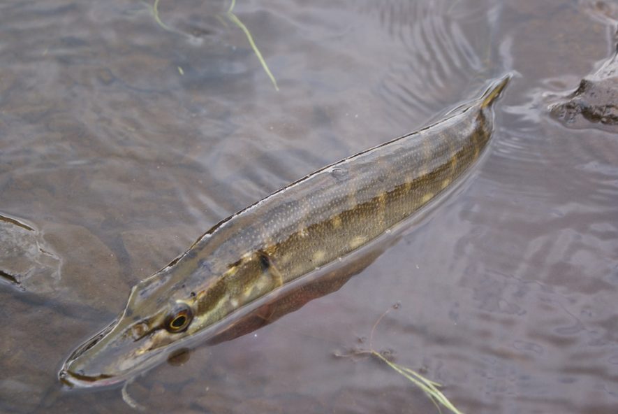 A pike lurking in shallow water, its eyes peeping above the surface. | Image from pixabay.