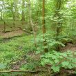 Site of Possible Brickworks 200m E of 'The View'