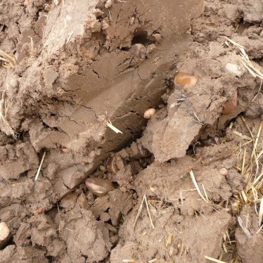 Clayey topsoil from the ploughed field just south of Ticknell Spinney. | Image courtesy of William Arnold