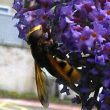 The Hornet That Isn't, and a Sparse Warwickshire History