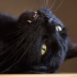 Witchcraft in Sheep Street, Stratford: Black Cats and Other Stigmatisation