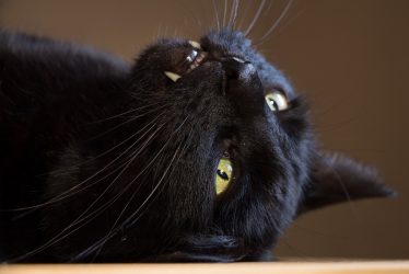 Witchcraft in Sheep Street, Stratford: Black Cats and Other Stigmatisation