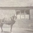 Exhall, nr Coventry. Pit Pony