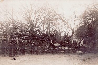 Warwick. Fallen Tree Removal on Castle Bridge