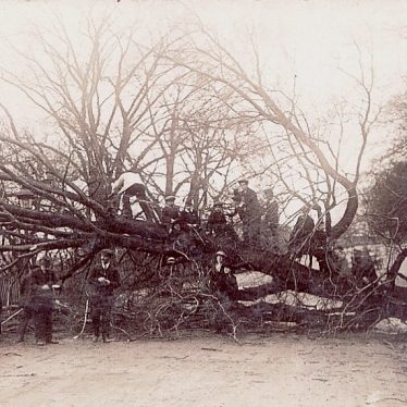 Warwick. Fallen Tree Removal on Castle Bridge