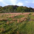 Piles Coppice