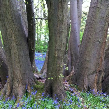 Piles Coppice, coppice stool of small-leaved lime, May 2017. | Image courtesy of Alan Paxton