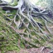 Thickthorn Wood