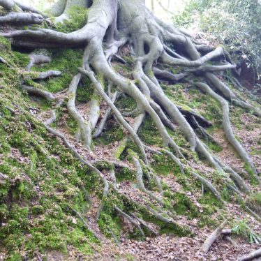 Bottom half of tree with exposed roots creeping down a mossy hill | Image courtesy of William Arnold
