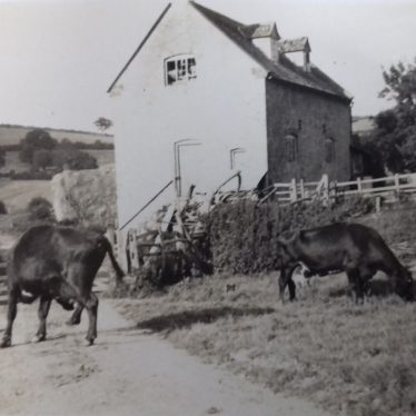 Long Compton Mill with cattle, 1941 | Image courtesy of C Tanner
