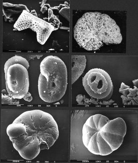 Marine microfossils | By Hannes Grobe/AWI [CC BY 3.0], from Wikimedia Commons