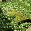 St Gregory's Offchurch. A Historic Church and 'Living Churchyard'
