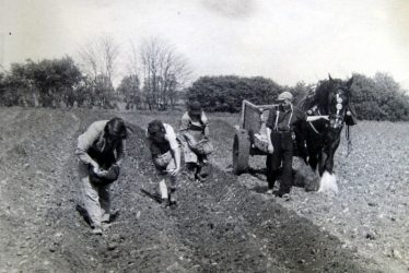 Bickmarsh. Planting potatoes at Bickmarsh Hall Farm