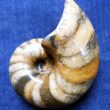 Fossil Nautilus from South Warwickshire