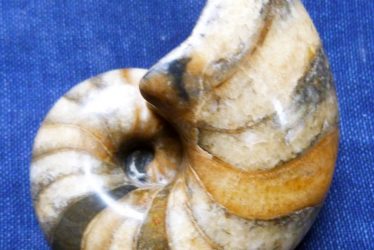 Fossil Nautilus from South Warwickshire