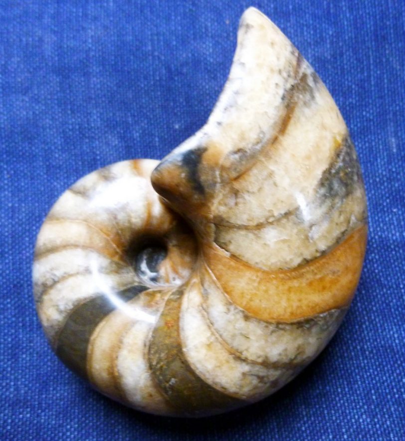 Fossil Nautilus