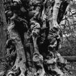 What is the Oldest Tree in Warwick?