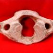 Warwickshire in 100 Objects: Straight-tusked Elephant Vertebra From Bubbenhall