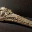 Warwickshire in 100 Objects: Ichthyosaur Skull From Binton