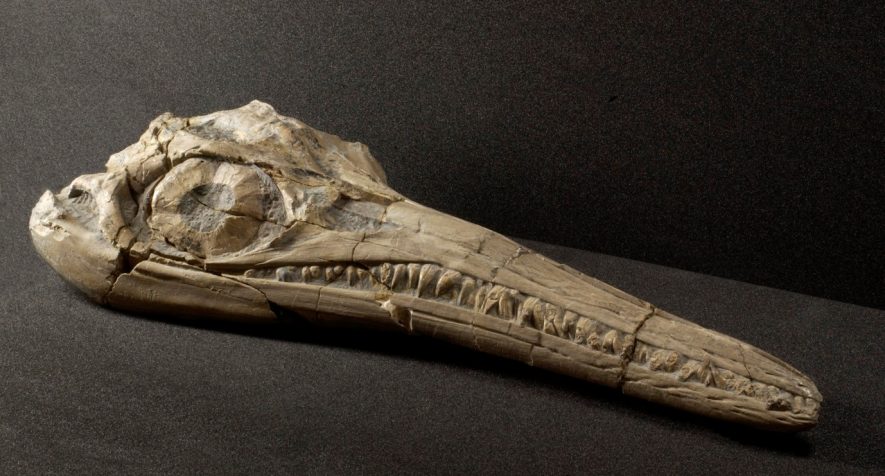 Binton ichthyosaur skull. The beak is long. | Warwickshire Museum