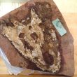 Warwickshire in 100 Objects: Dasyceps Bucklandi