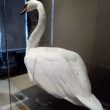 Warwickshire in 100 Objects: Famous Kenilworth Swan