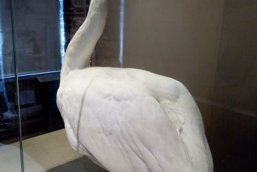Warwickshire in 100 Objects: Famous Kenilworth Swan